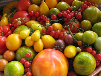 Tomato Tips for Beginners Image